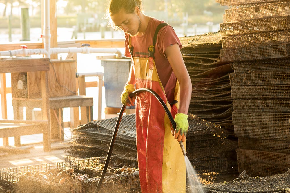 Rappahannock Oyster Co, Middlesex County